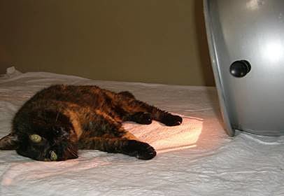 猫のアミちゃんも光線大好きです！